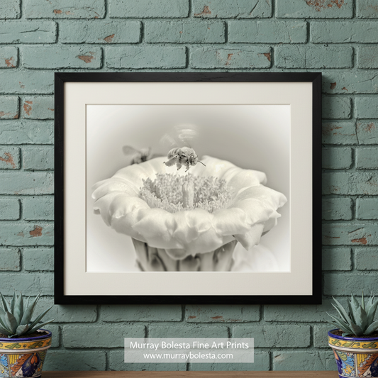 A close-up black and white photograph of a delicate flower with a bee resting on it. Cactus Flower & Bumble Bee | Arizona Desert Nature Wall Art Print by Murray Bolesta