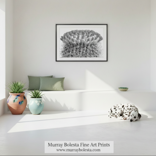 A close-up black and white image of a cactus plant with numerous spines and small white flowers or buds. Black & White Barrel Cactus | Tuna Fruit Desert Botanical Art by Murray Bolesta