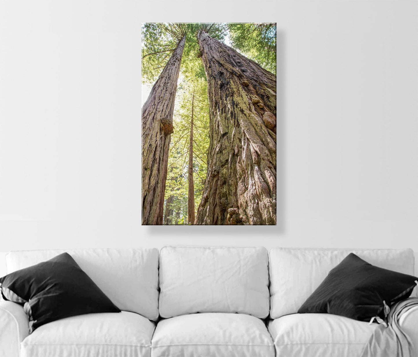 Big Basin Santa Cruz Redwood Forest Art – Vertical Tree Photo