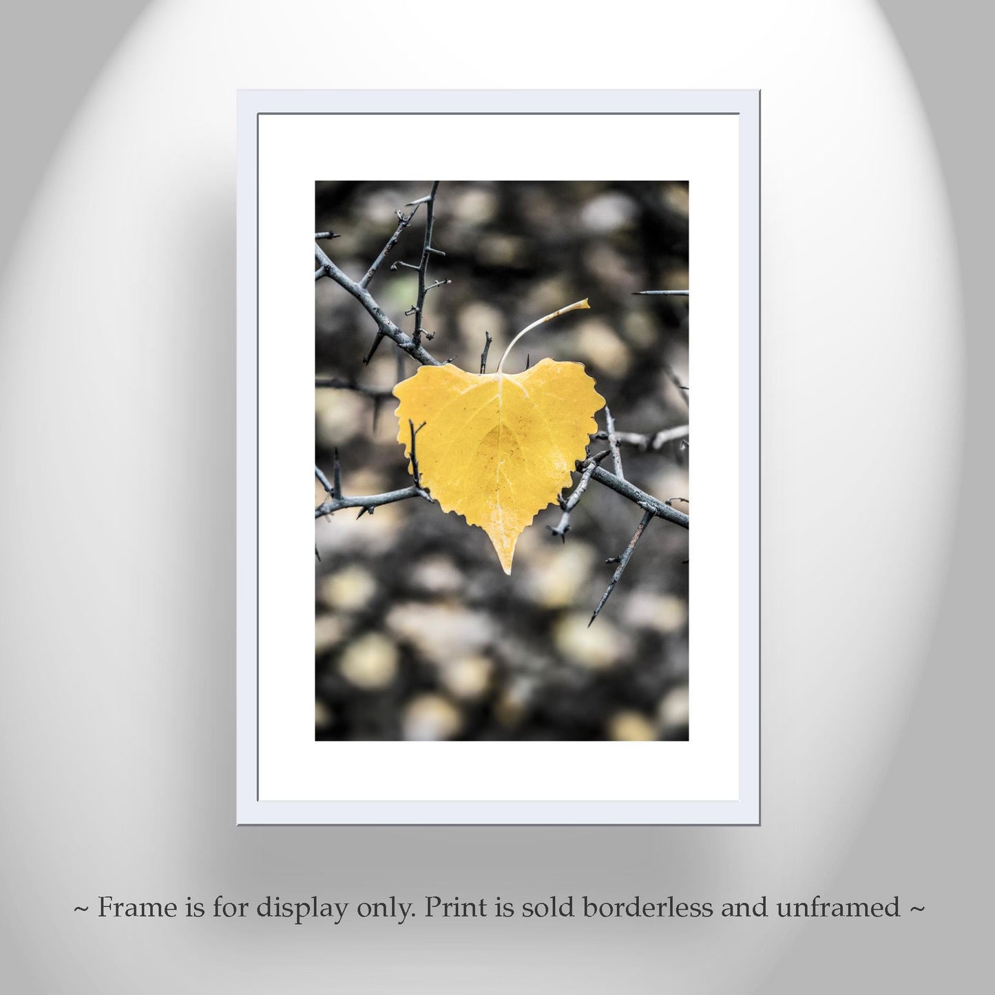 Autumn Cottonwood Leaf Art Print | Arivaca Arizona Fall Nature Photo