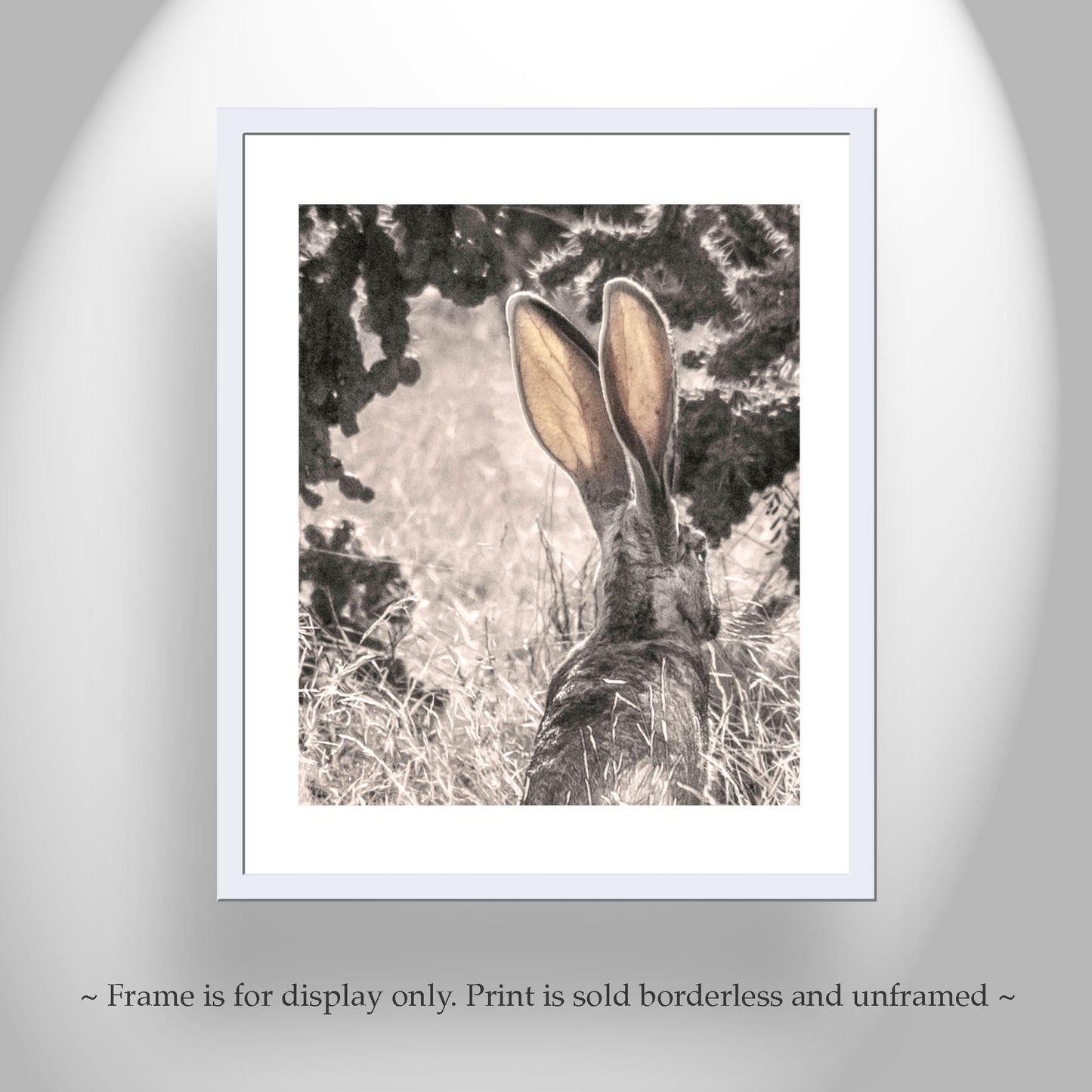 Desert Jackrabbit Art Print | Arizona Wildlife Art | Cholla Cactus
