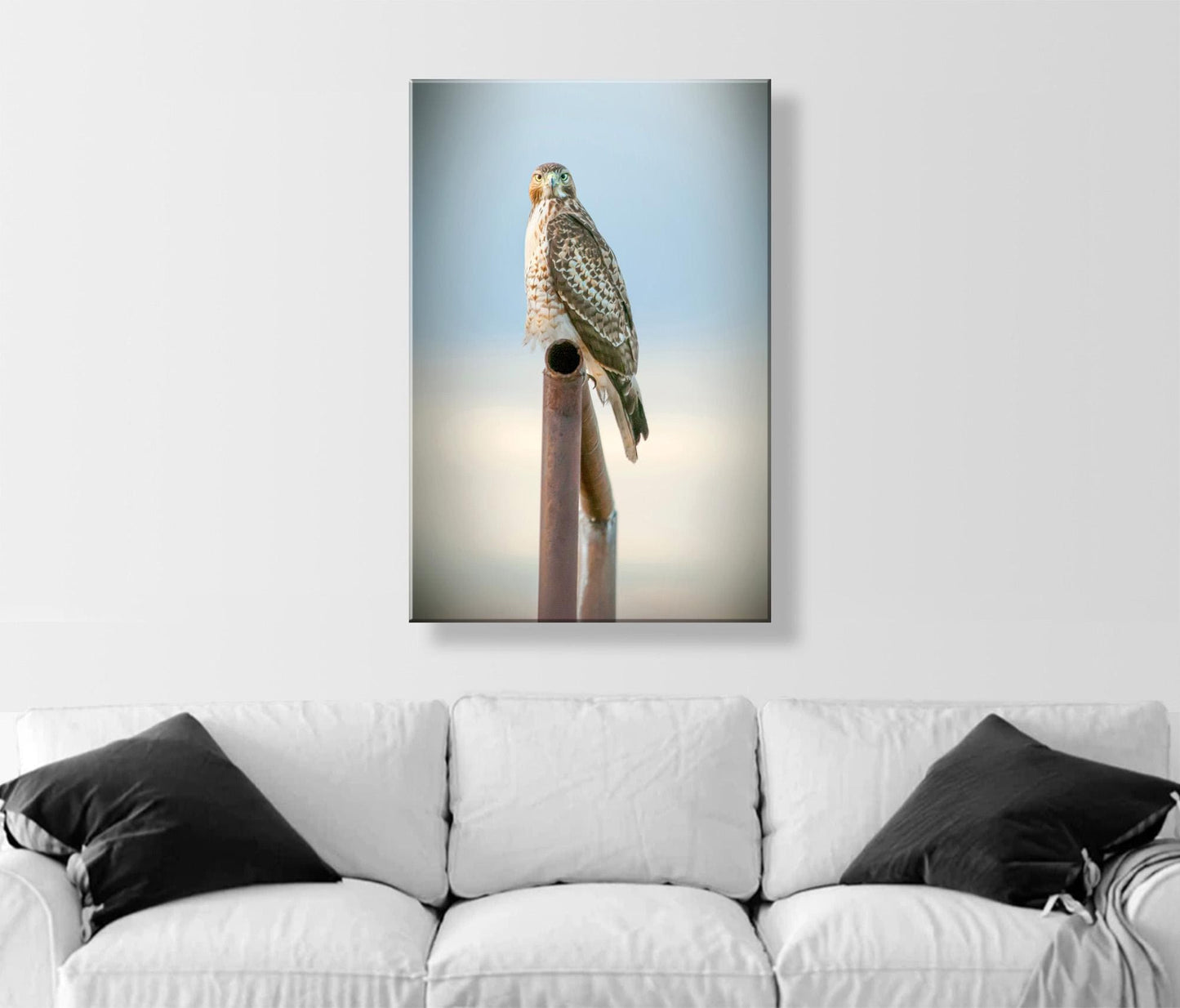 Red Tail Hawk Bird – Fine Art Wildlife Print from Tucson Arizona