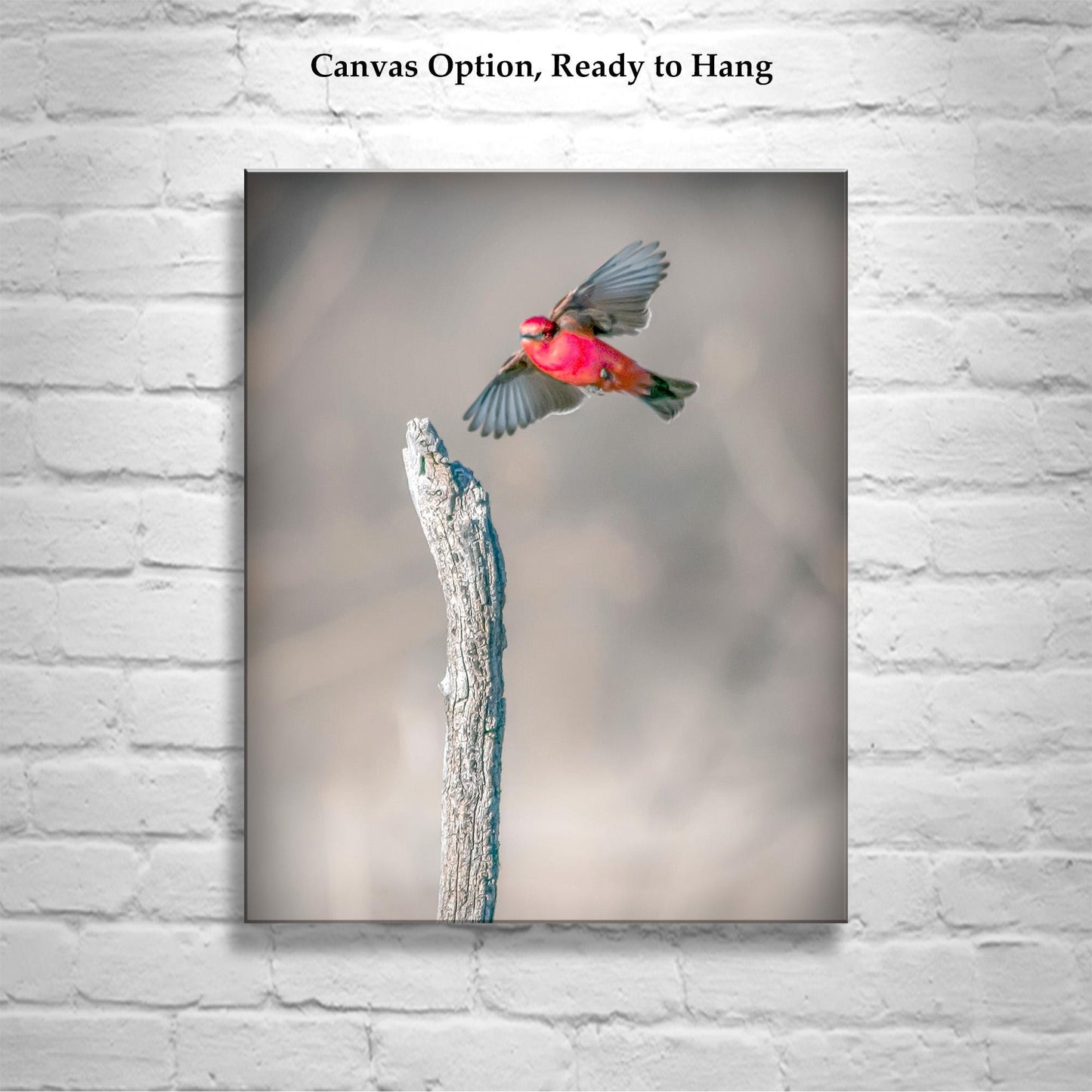 Vermilion Flycatcher Bird Art Print | Arivaca Cienega Arizona