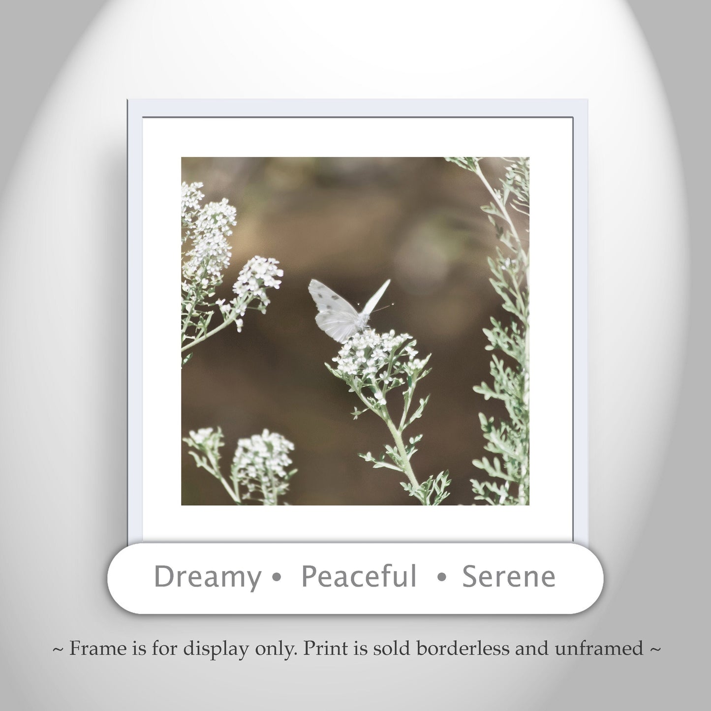 White Butterfly Photo – Peaceful Arizona Nature Wall Art