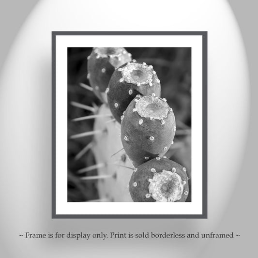 Santa Rita Cactus Fruit Black & White Desert Botanical Wall Art
