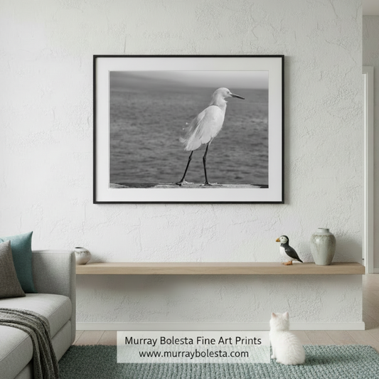 A white egret stands on a wooden surface near the water, facing to the right. White Egret Sea Bird Art | Black & White Print | Oceanside CA by Murray Bolesta