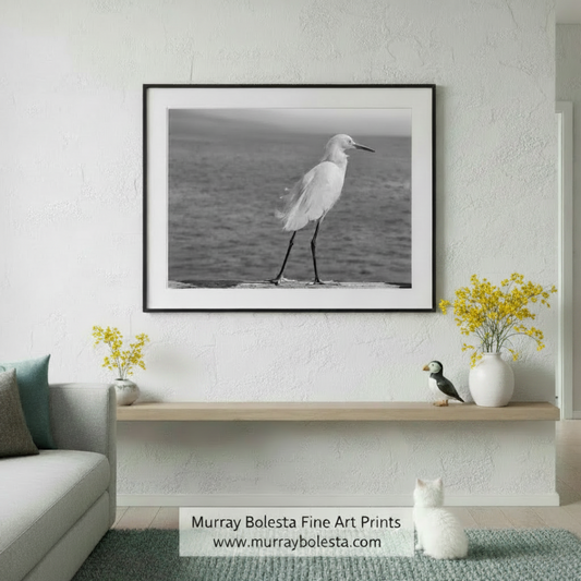 A white egret stands on a wooden surface near the water, facing to the right. White Egret Sea Bird Art | Black & White Print | Oceanside CA by Murray Bolesta