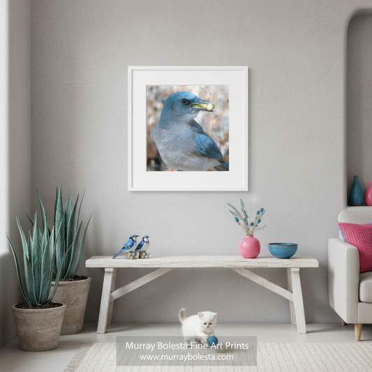 A blue bird with a green object in its mouth is perched on a branch. Blue Jay Bird Photography Art Print | Avian Wildlife Wall Decor Madera Canyon Arizona bird by Murray Bolesta