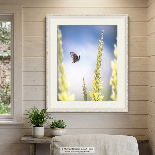 Insect art of flittering butterfly at flowering shindagger in Muleshoe Ranch Arizona, art print by Murray Bolesta