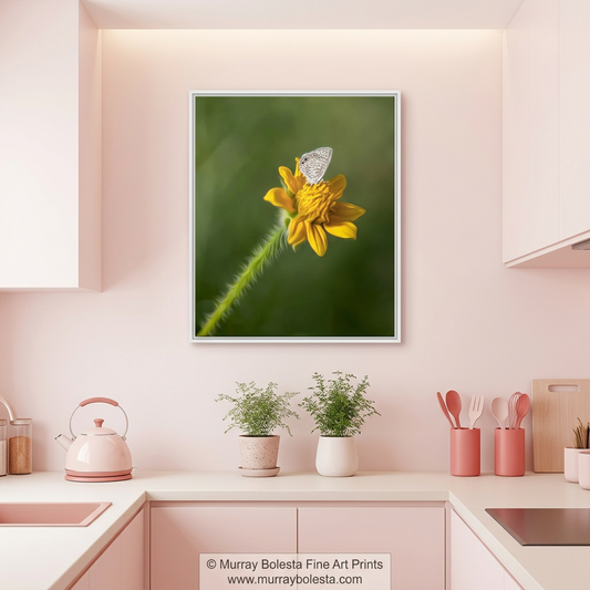 Madera Canyon Arizona butterfly art print by Murray Bolesta