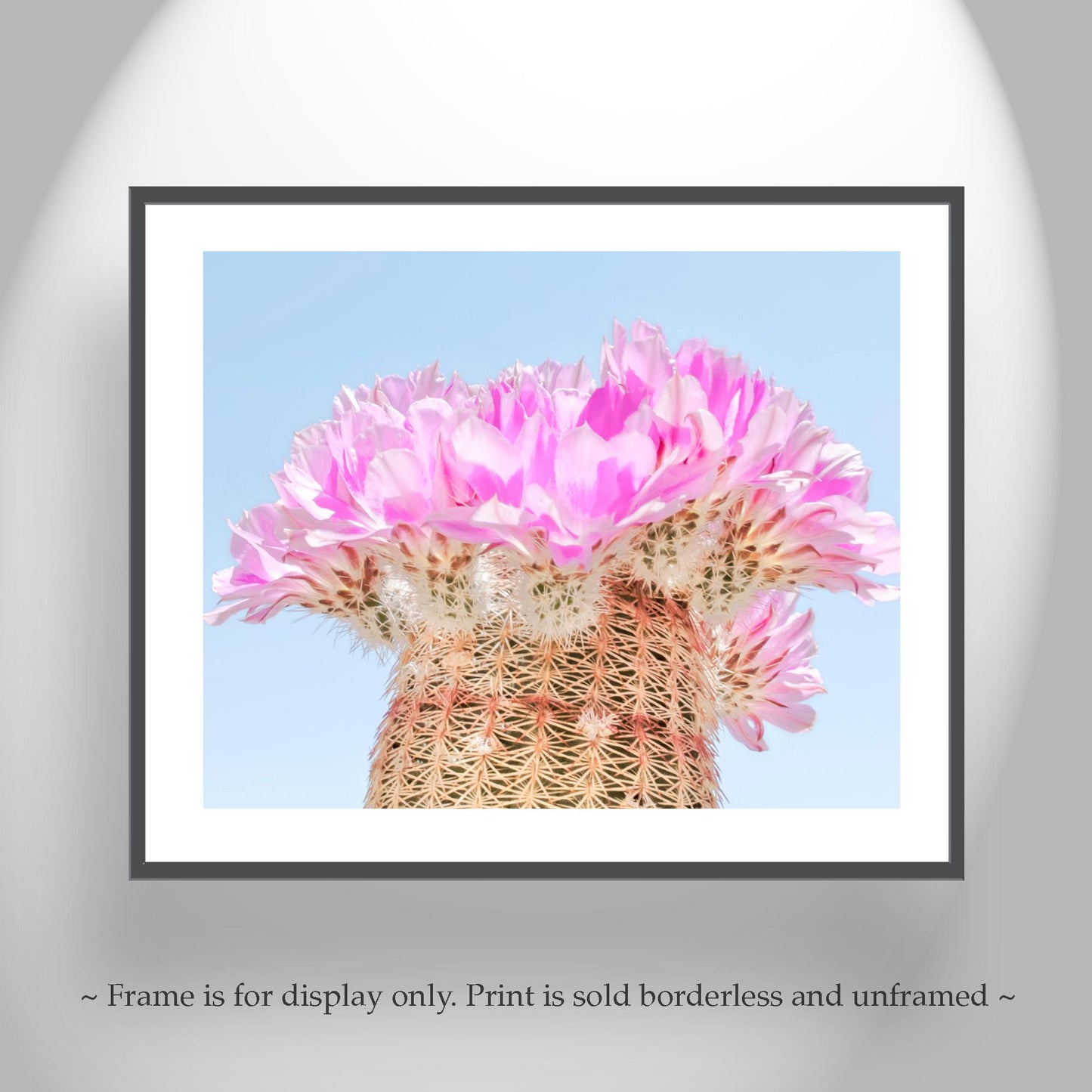 Southwest Cactus Blossom Art – Pink and Magenta Wall Decor Print