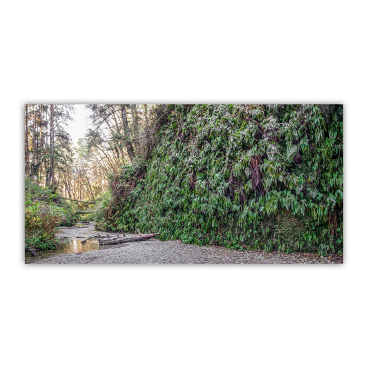 A lush, green forest with a small stream running through it, surrounded by trees and foliage. Fern Canyon Print – Panoramic Redwood Forest Wall Art