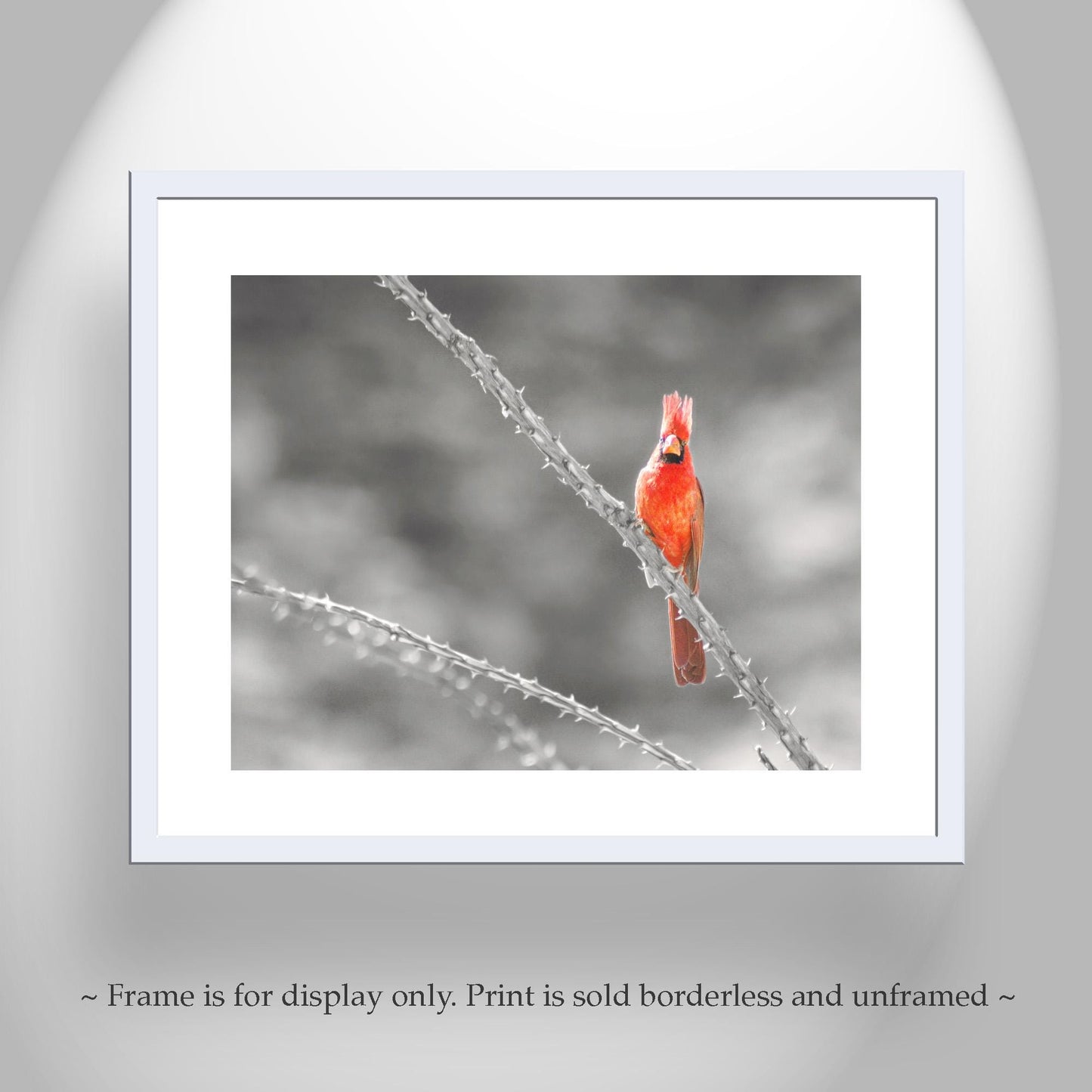 Cardinal Bird in Sabino Canyon with Ocotillo Cactus Wall Art