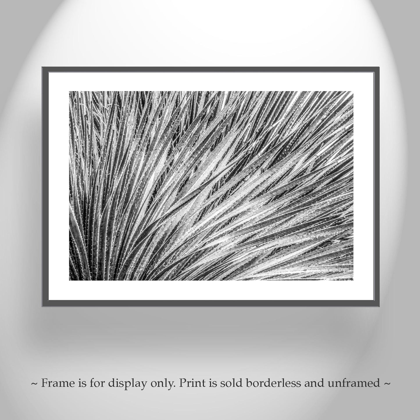 Black and White Agave Print – Fine Art Desert Photography