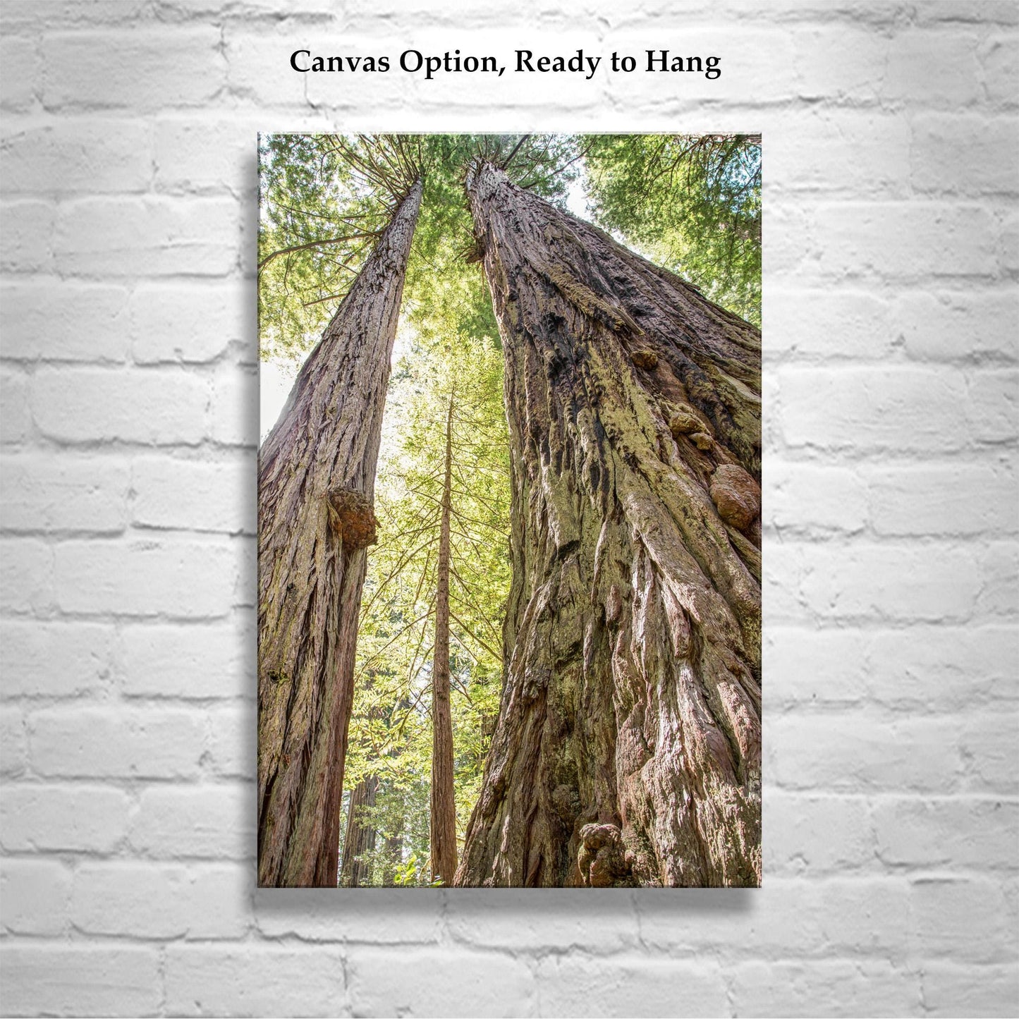 Big Basin Santa Cruz Redwood Forest Art – Vertical Tree Photo