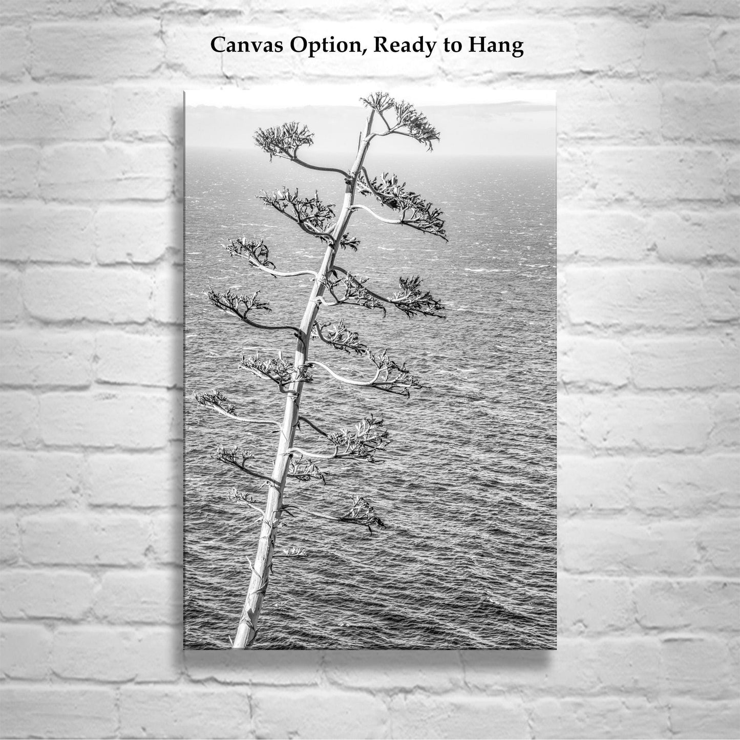 Big Sur Agave Black and White Big Sur Photograph on California Coast