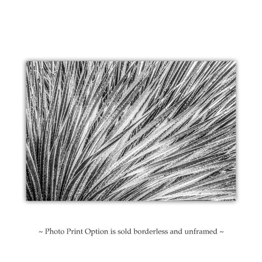 Black and White Agave Print - Fine Art Desert Botanical Canvas Art