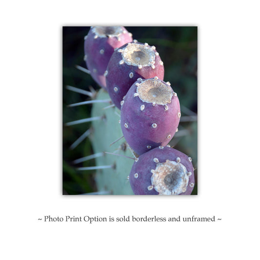 Purple Cactus Botanical Wall Art – Santa Rita Prickly Pear Art