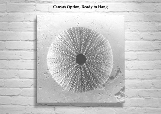 Sea Urchin Square Art – Black & White Seashell Wall Decor