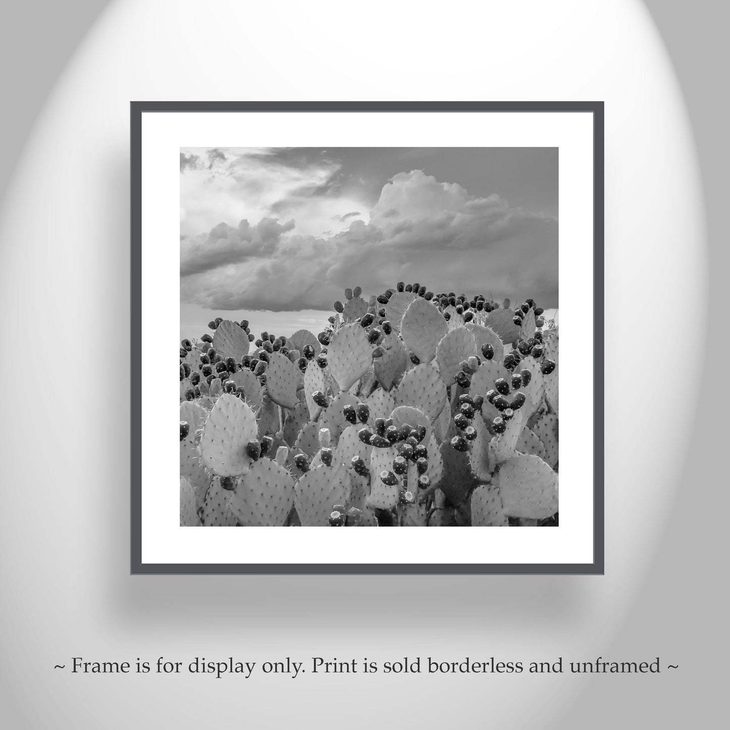 Cactus Art Print – Arizona Prickly Pear Photo in Black and White