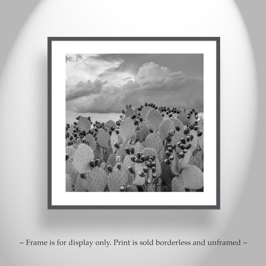 Cactus Art Print - Arizona Prickly Pear Black and White Desert Photography