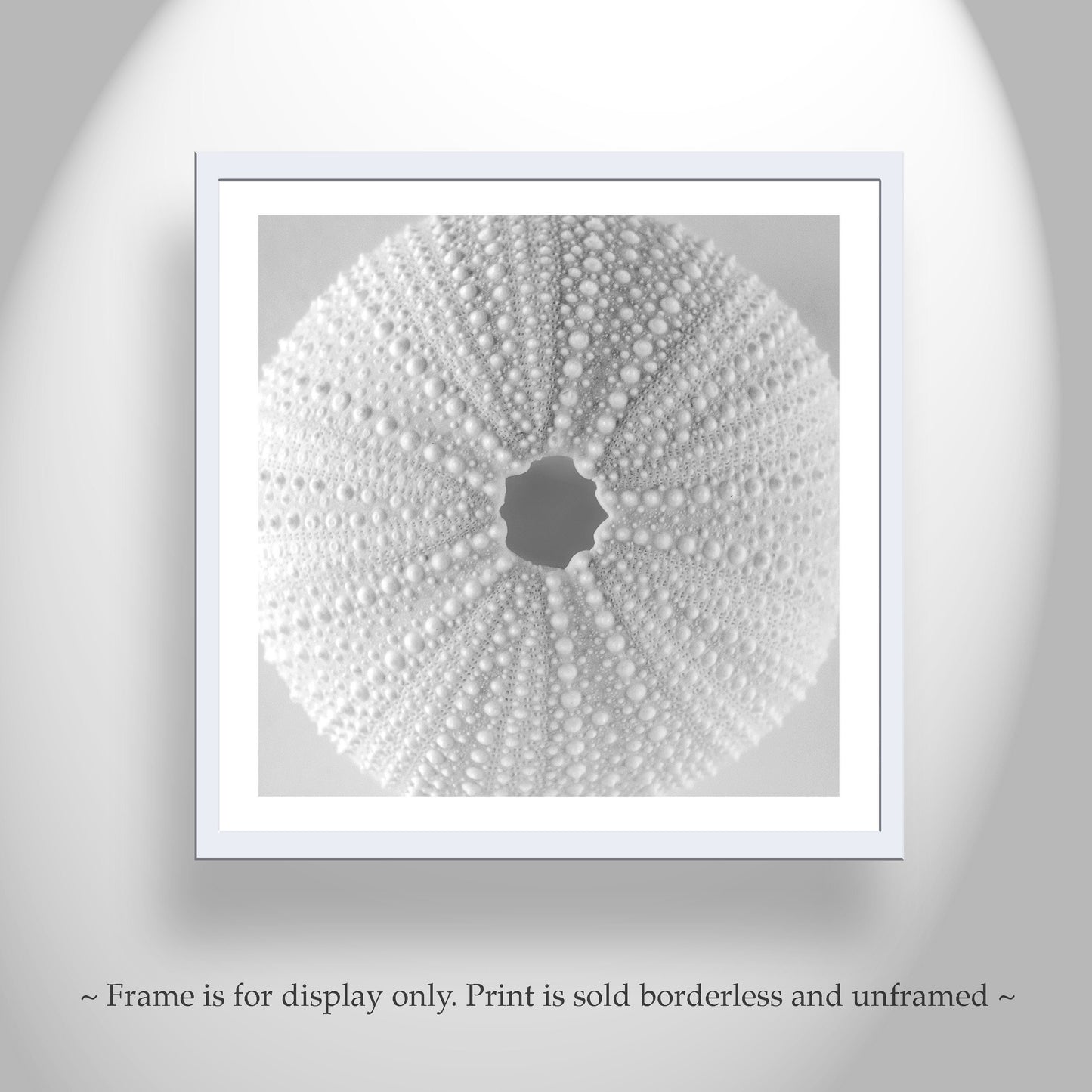 Minimalist Sea Urchin Wall Art in Black and White for Bathroom