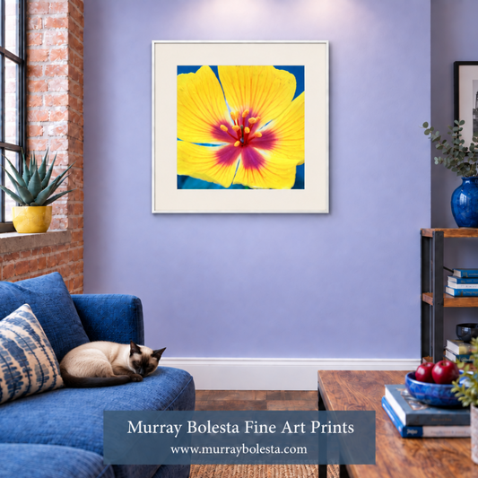 A framed square art print of a bright yellow flower with a magenta center on a blue background, displayed on a lavender wall in a styled living room with a blue sofa, brick window, and a cat resting on the couch. A watermark at the bottom reads 'Murray Bolesta Fine Art Prints'.
