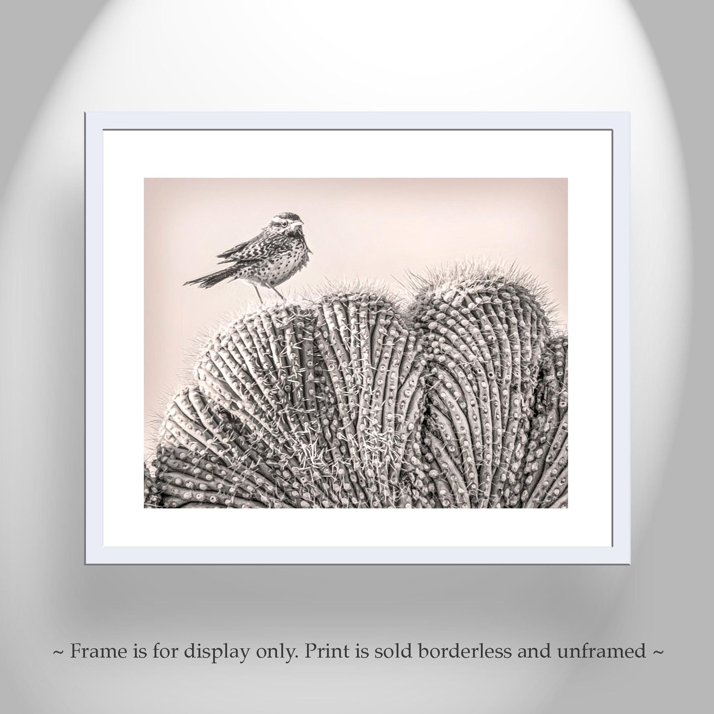 Cactus Wren Bird Art Print on Crested Cactus in Tucson Arizona Desert