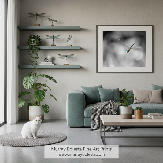 A framed black and white fine art print of a dragonfly, by Murray Bolesta, displayed on a wall in a modern living room setting with a teal sofa, plants, and a white cat.
