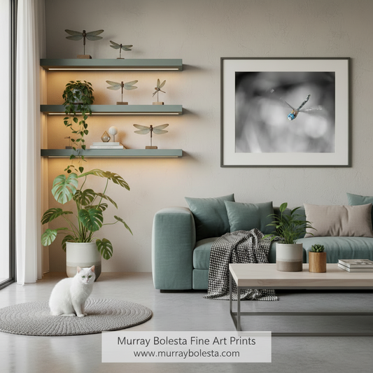 A framed black and white fine art print of a dragonfly, by Murray Bolesta, displayed on a wall in a modern living room setting with a teal sofa, plants, and a white cat.