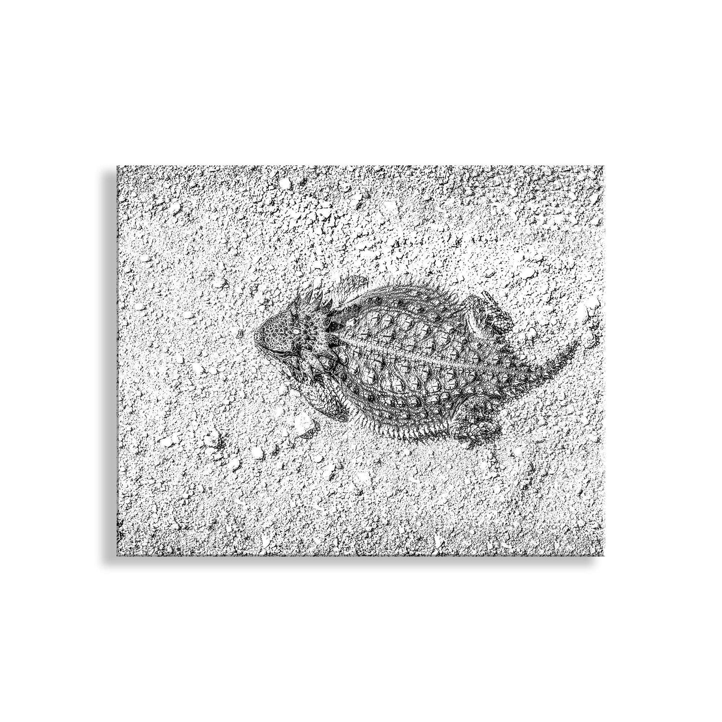 Desert Horned Lizard Wall Art | Arizona Wildlife Art Print