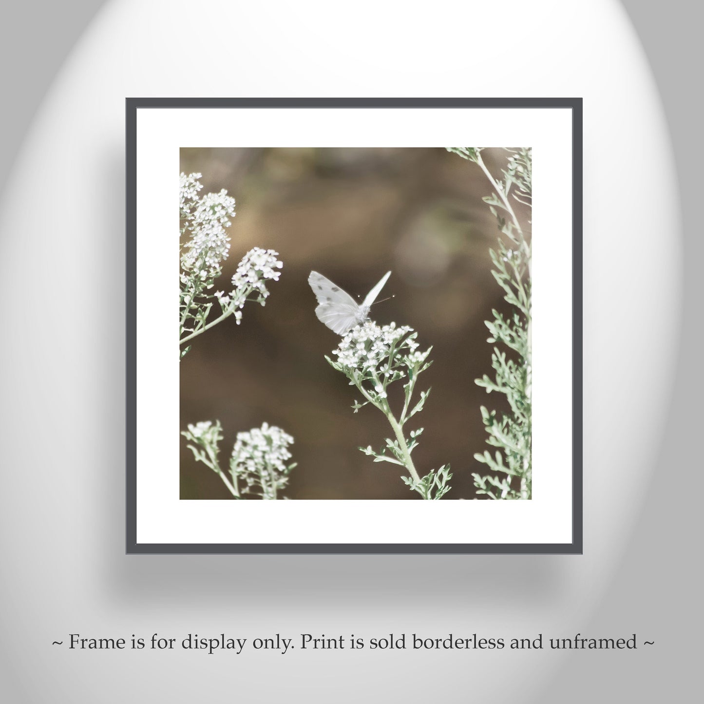 White Butterfly Photo – Peaceful Arizona Nature Wall Art