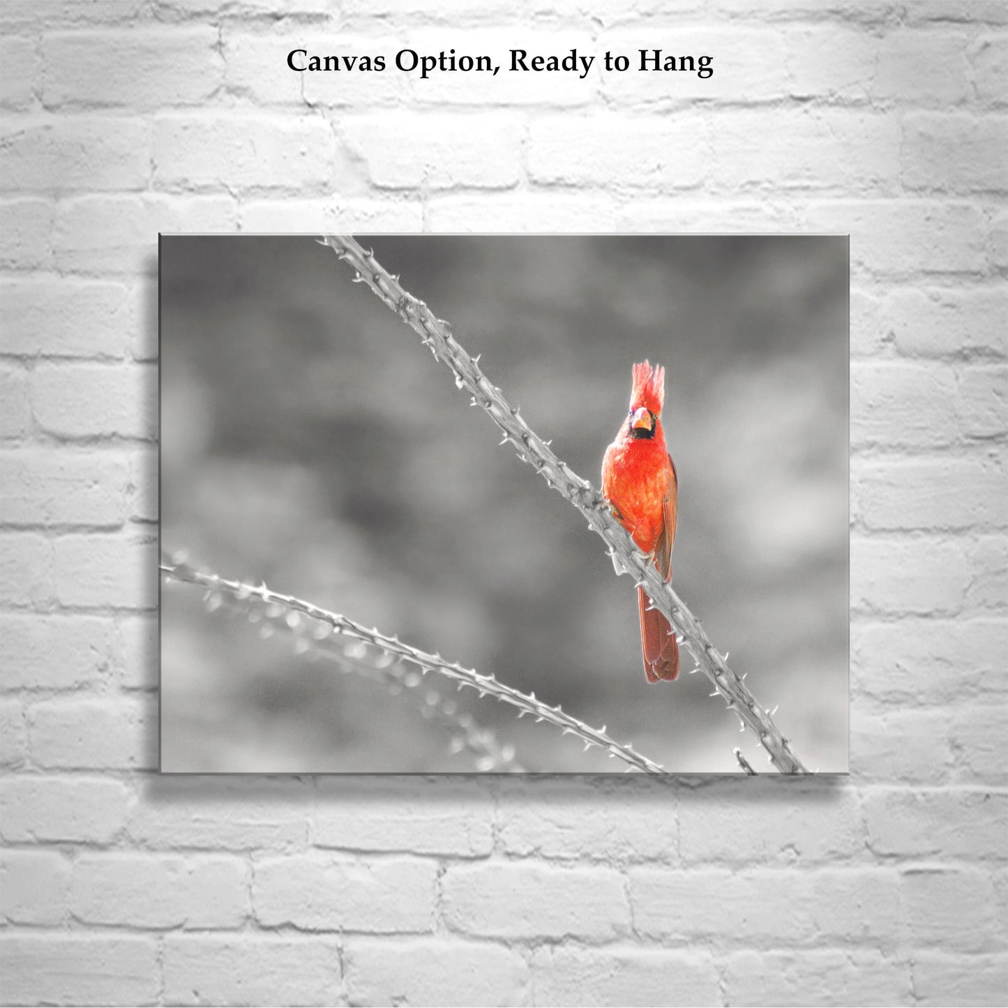 Cardinal Bird in Sabino Canyon with Ocotillo Cactus Wall Art
