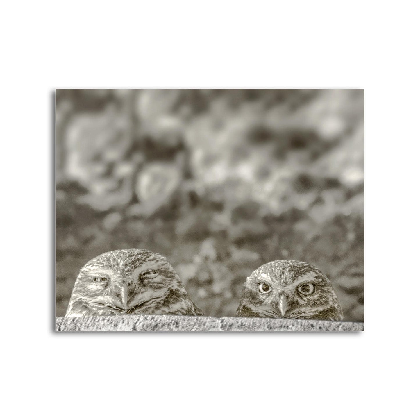 Burrowing Owl Wall Art – Tucson Arizona Wildlife Bird Photo Print