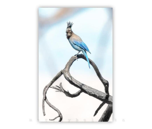 A blue jay perched on a branch against a light blue sky background. Stellar's Jay Bird Art Print | Minimalist Blue Bird Wall Decor