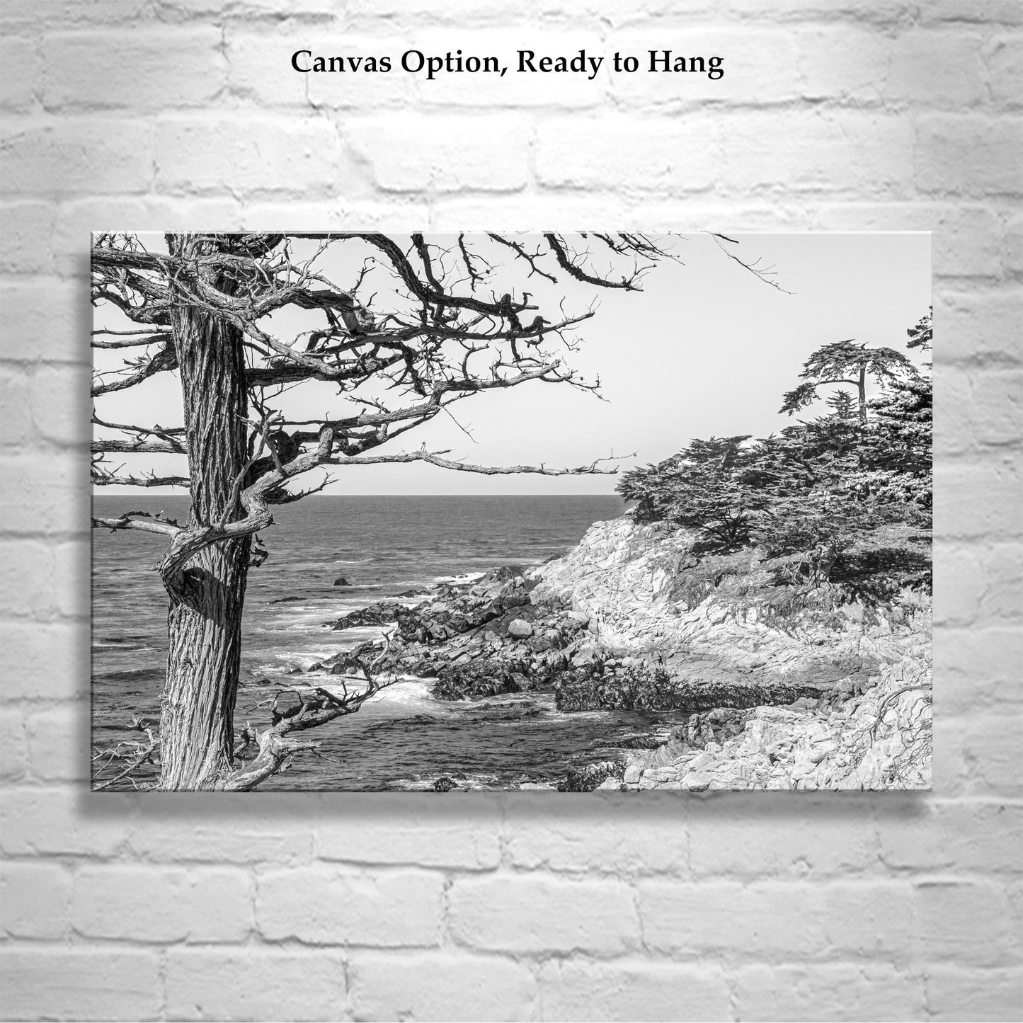 Monterey Cypress Black and White Carmel by the Sea Wall Decor