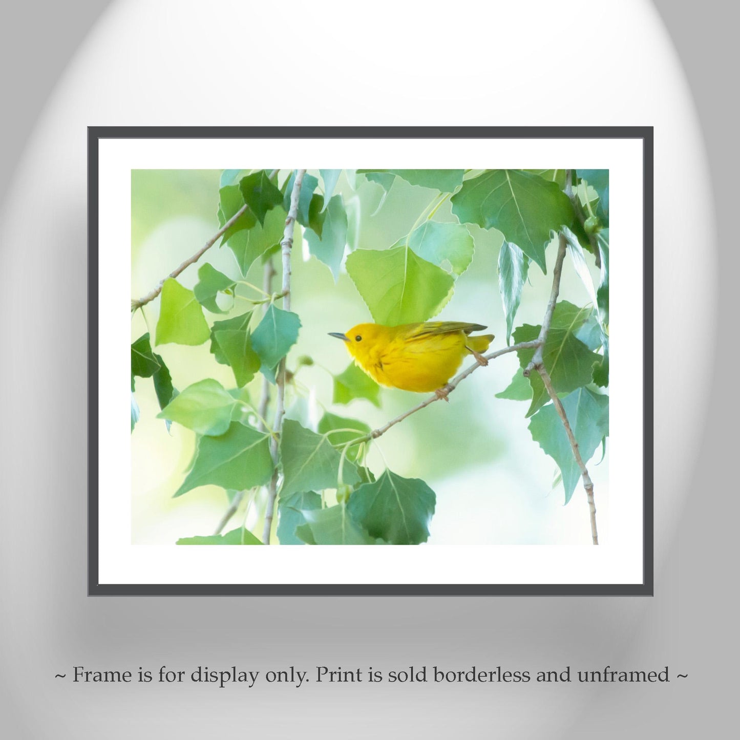 Yellow Warbler Bird in Cottonwood Tree – Colorful Spring Wall Art