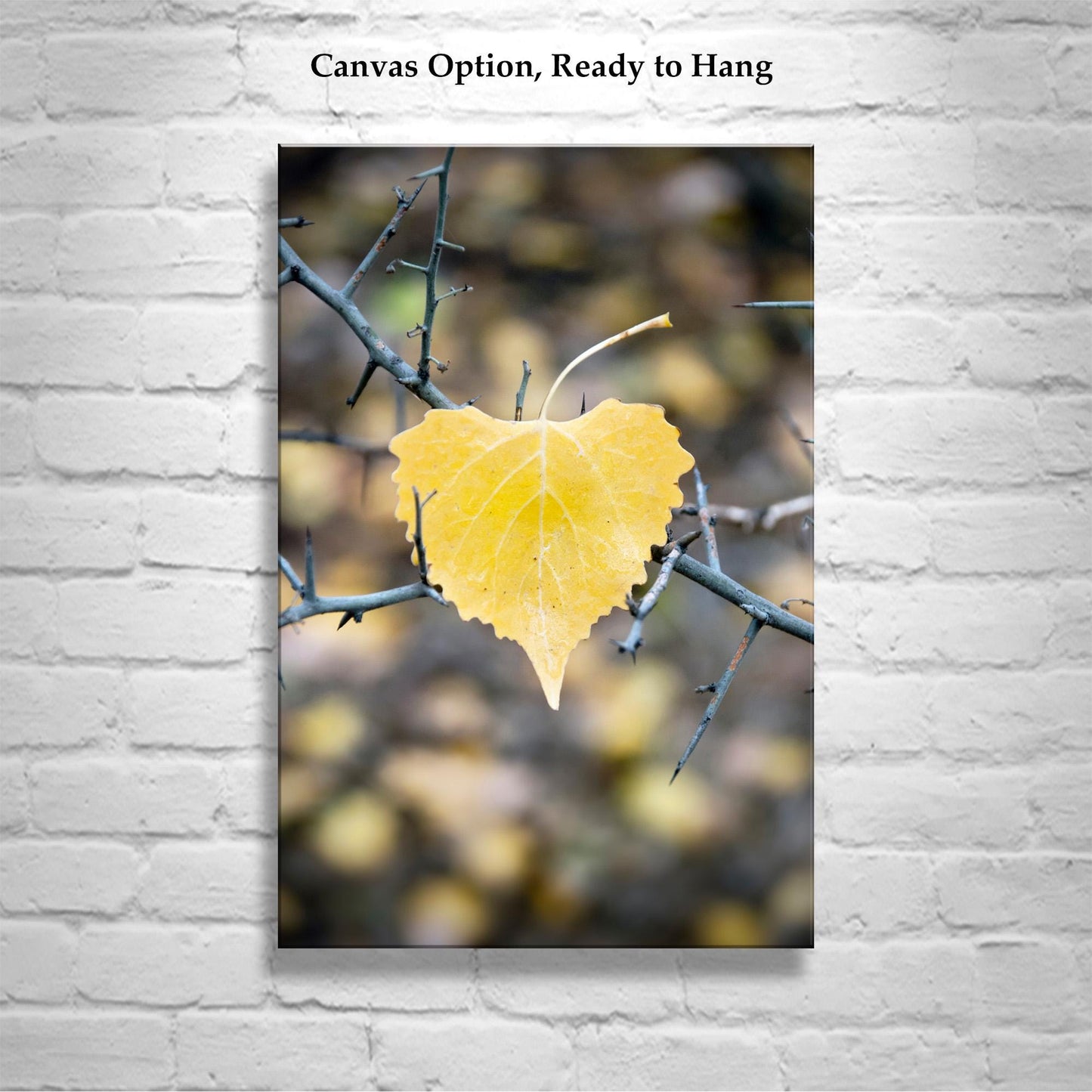 Autumn Cottonwood Leaf Wall Art | Arivaca Creek Arizona Abstract Nature