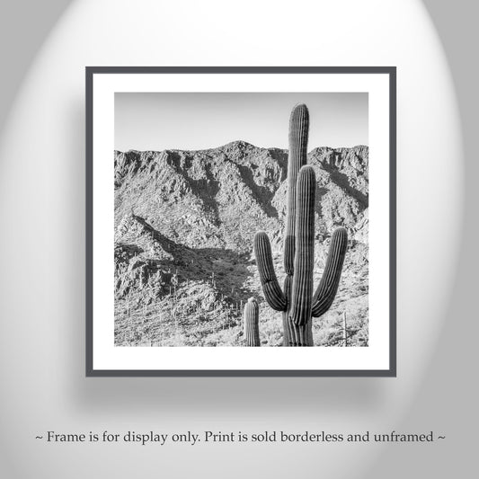 Black & White Desert Cactus Art – Square Landscape Print Tucson Arizona