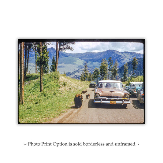 Yellowstone National Park Bear Cub Vintage Photography Print