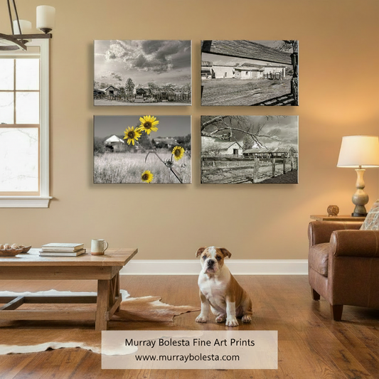 Empire Ranch by Murray Bolesta.A styled living room interior showing a set of four canvas wall art prints mounted above a brown leather sofa. The prints feature black-and-white farm scenes and two prints with yellow sunflower accents.