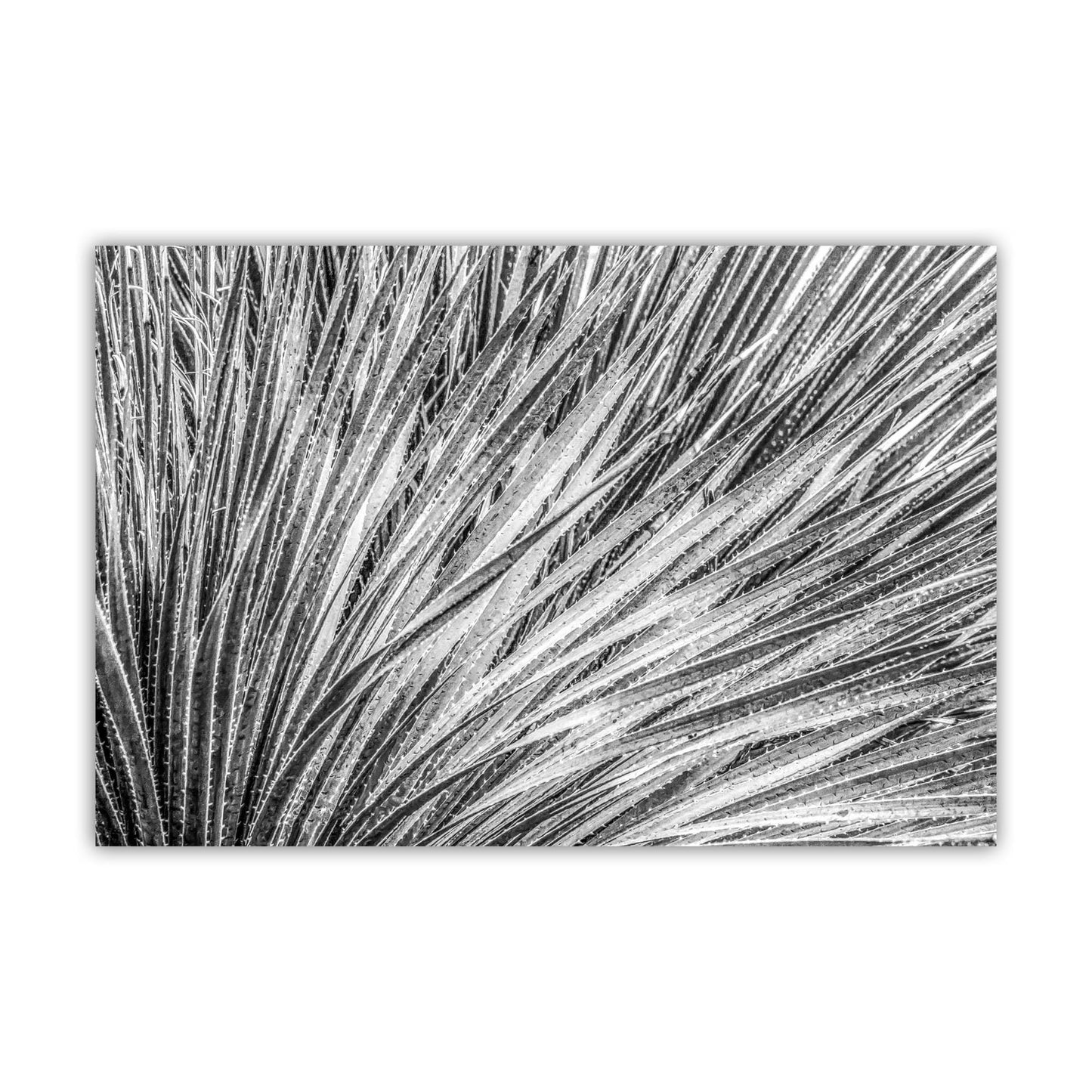 Black and White Agave Print – Fine Art Desert Photography