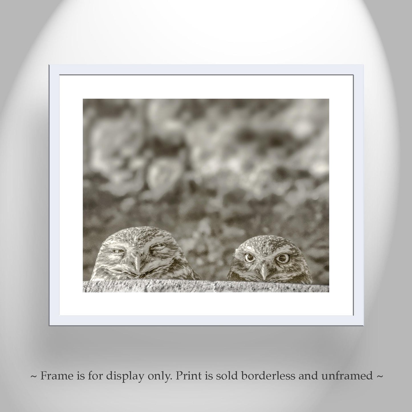 Burrowing Owl Wall Art – Tucson Arizona Wildlife Bird Photo Print