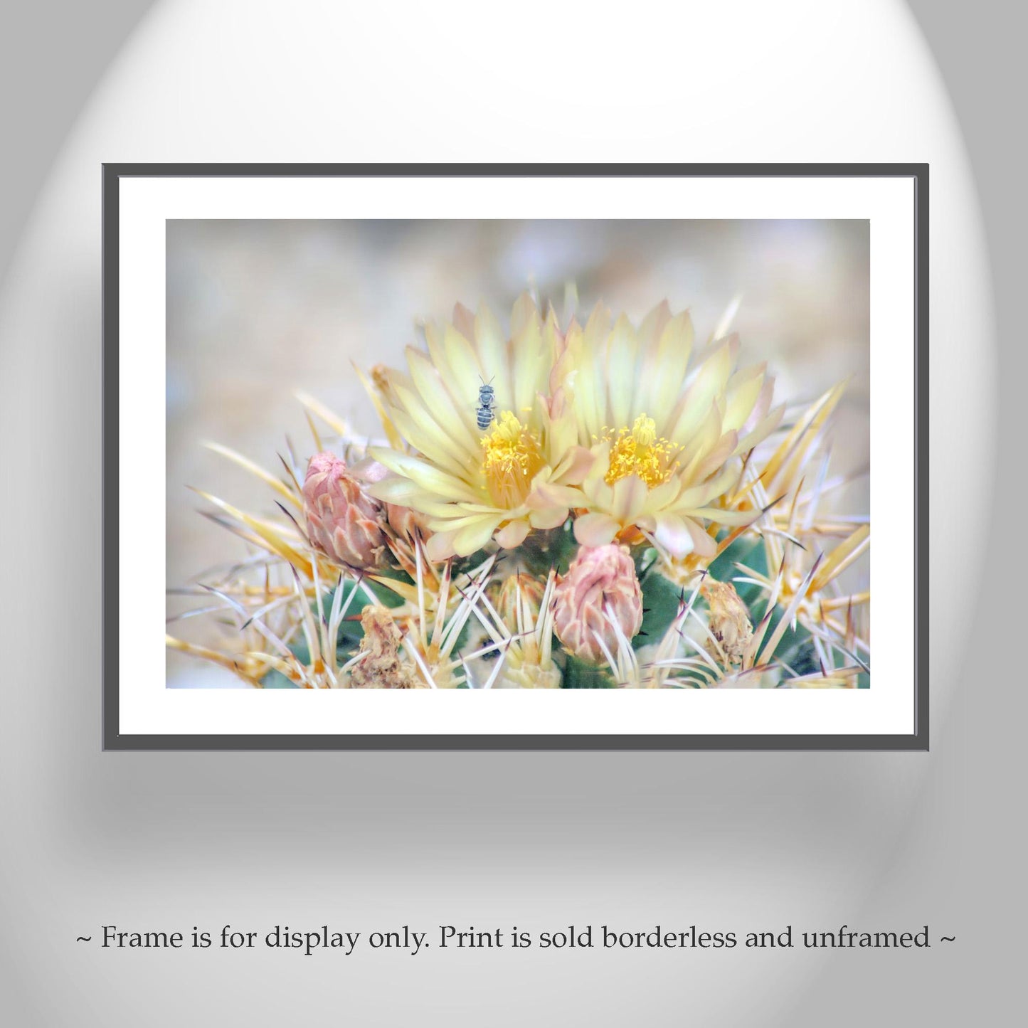 Pink Cactus Flower Art with Bee | Tucson Arizona Botanical Wall Print