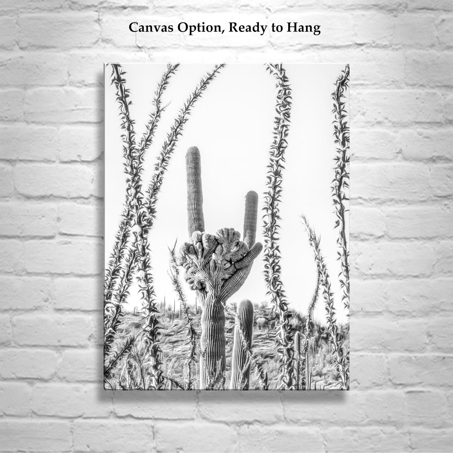 Crested Cactus and Ocotillo Desert Art Art Tucson Arizona