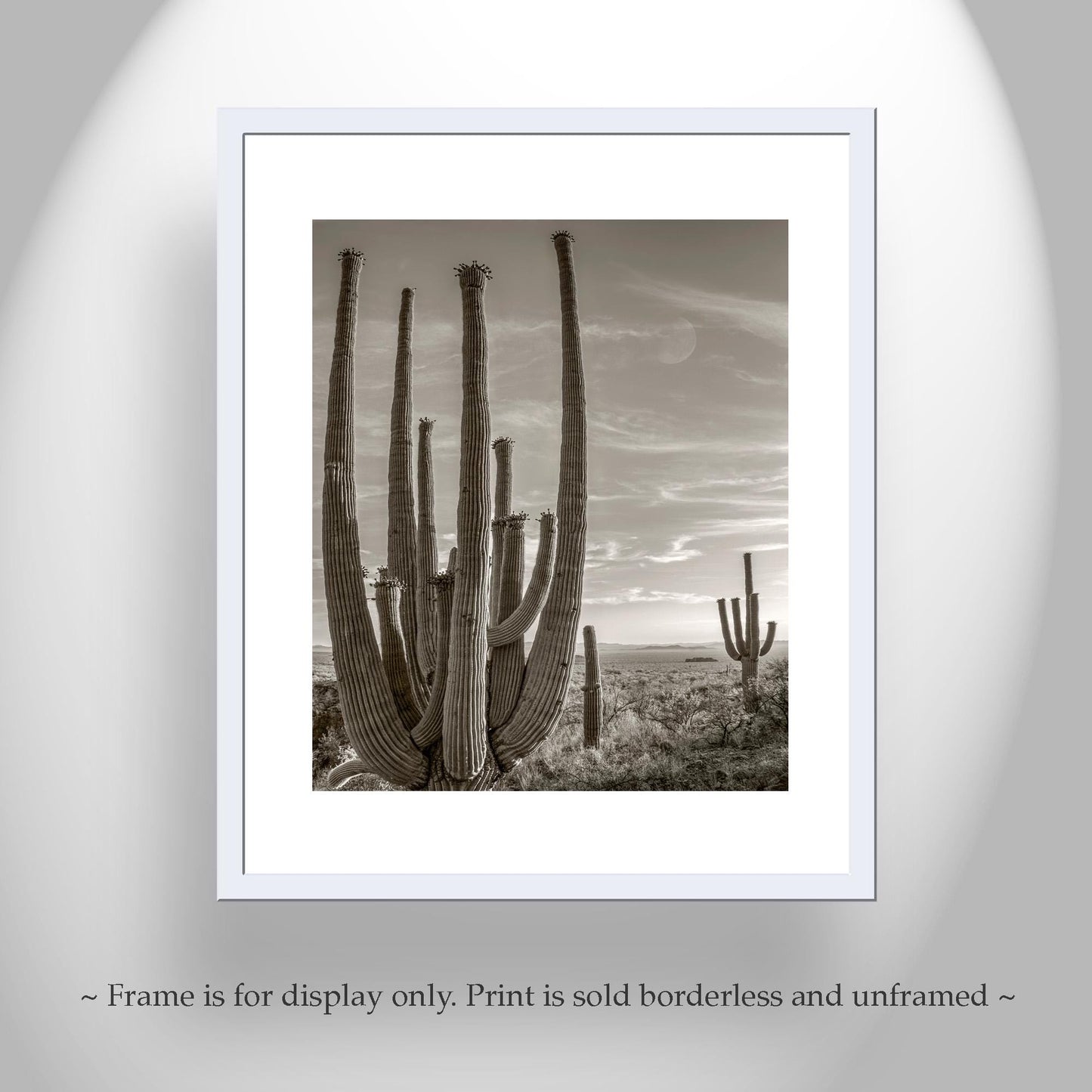 Cactus Picture with Southwestern Landscape and Desert Moon | Tohono O'odham Tucson Arizona