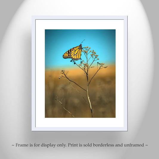 Monarch Butterfly Art Print - Original Nature Photography Wall Decor