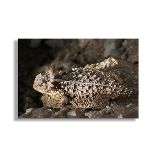 A close-up image of a horned lizard resting on a rocky surface. Horny Toad Print – Arizona Desert Horned Lizard Wall Art