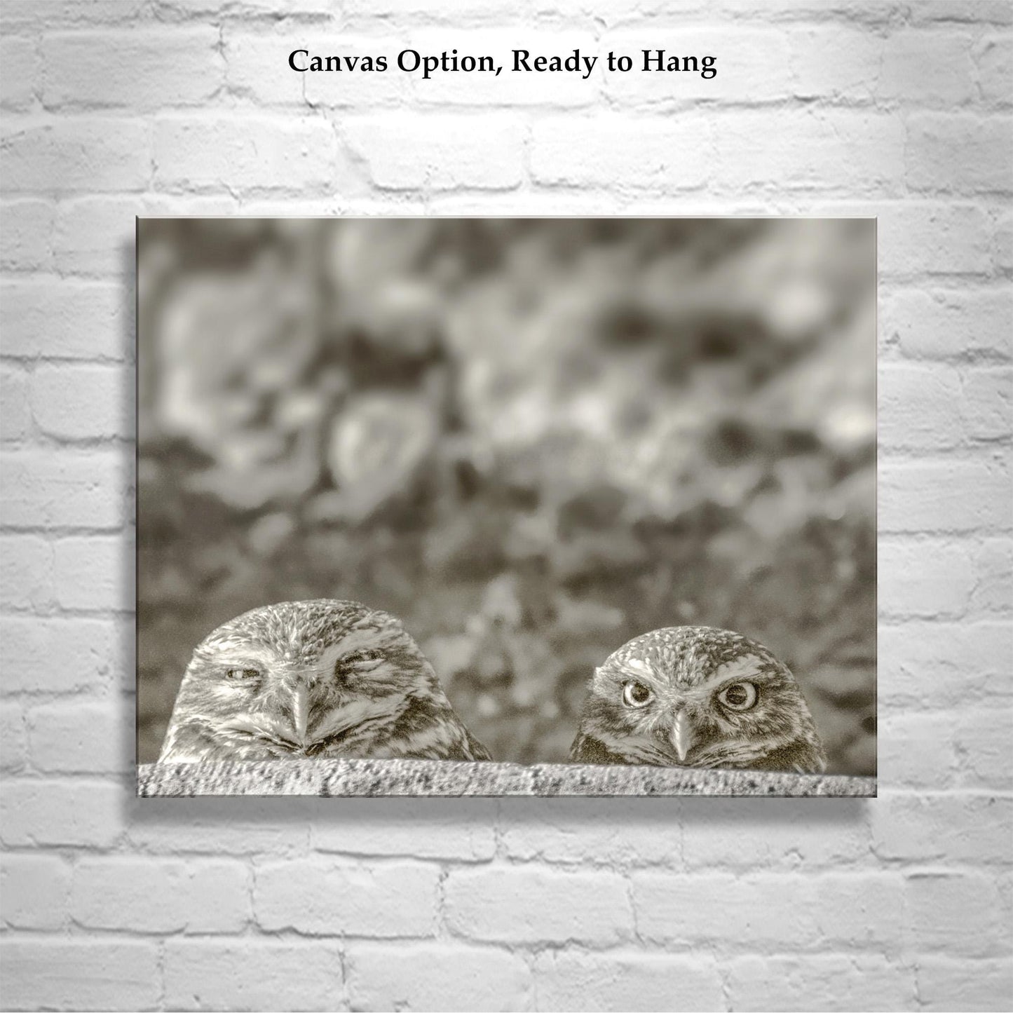 Burrowing Owl Wall Art – Tucson Arizona Wildlife Bird Photo Print