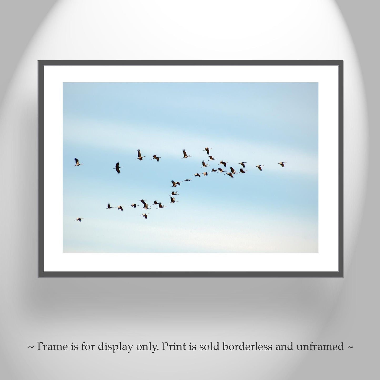 Flying Sandhill Cranes – Southern Arizona Wildlife Fine Art Print